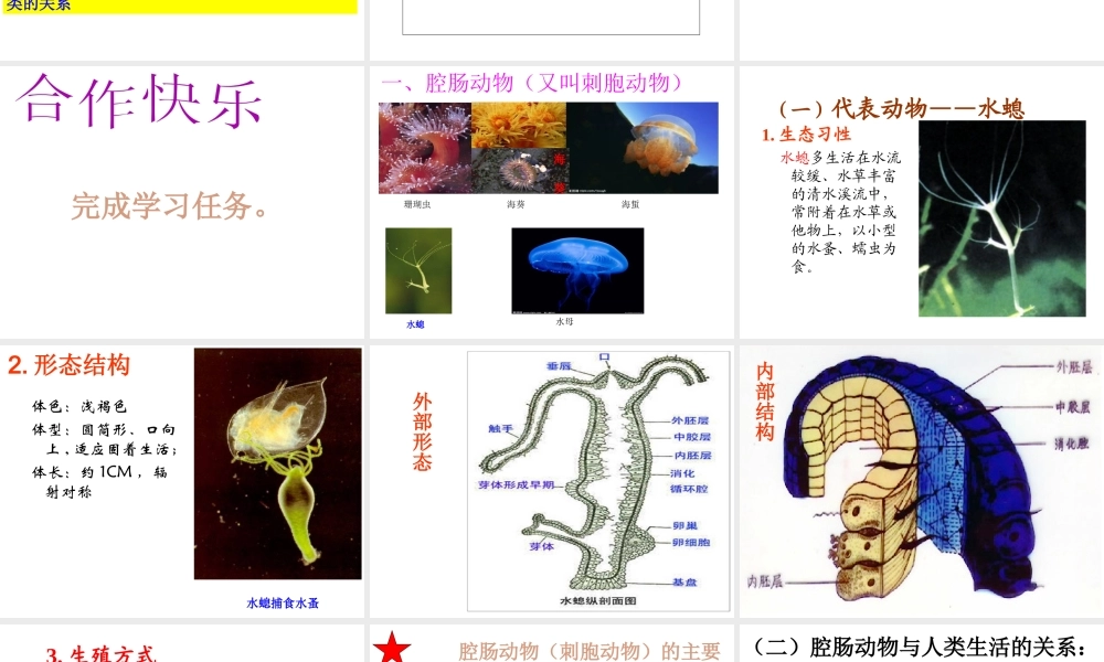 八年级生物上册 第五单元 第一章 动物的主要类群 第一节腔肠动物、扁形动物课件 （新版）新人教版
