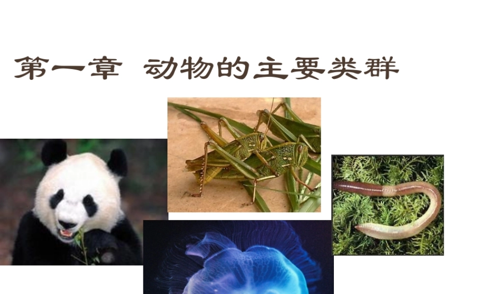 八年级生物上册 第五单元 第一章 动物的主要类群 第一节腔肠动物和扁形动物课件 （新版）新人教版