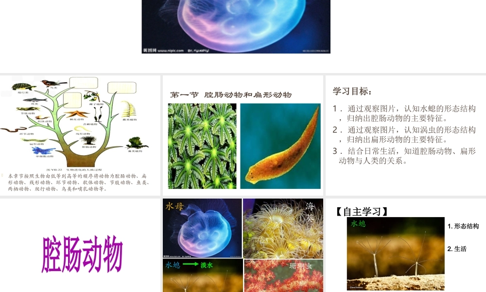 八年级生物上册 第五单元 第一章 动物的主要类群 第一节腔肠动物和扁形动物课件 （新版）新人教版