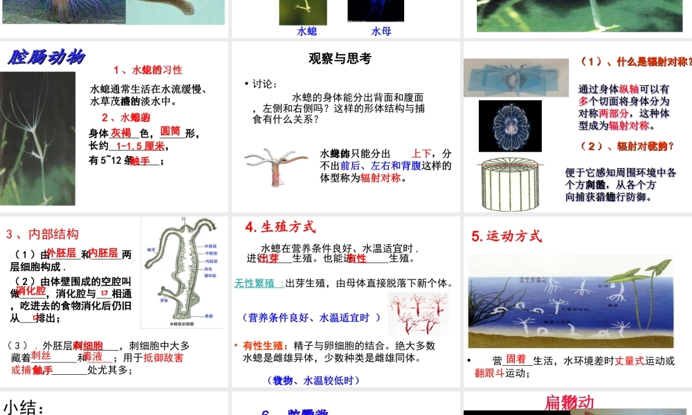 八年级生物上册 第五单元 第一章 第一节 腔肠动物和扁形动物课件3 （新版）新人教版