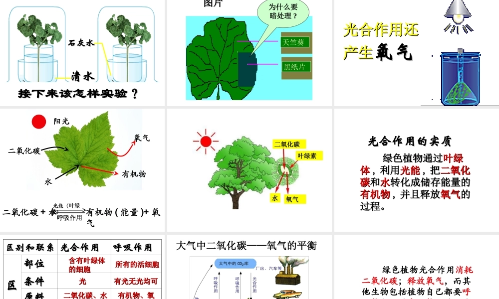 八年级生物上册 第6单元 第18章 第2节 绿色植物与生物圈中的碳-氧平衡课件2 （新版）苏科版-（新版）苏科级上册生物课件