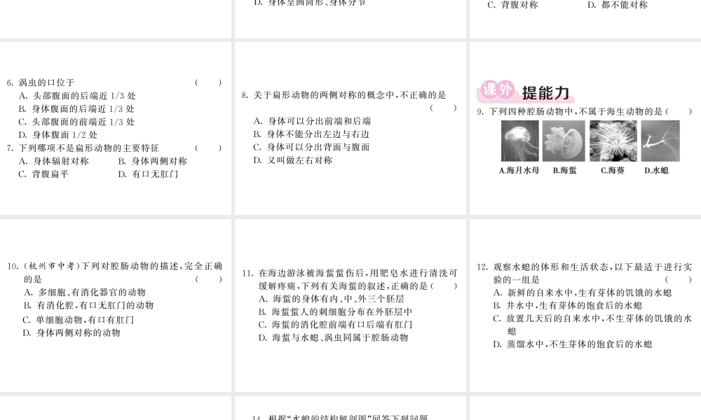 八年级生物上册 第五单元 第一章 第一节 腔肠动物和扁形动物习题课件 （新版）新人教版-（新版）新人教版初中八年级上册生物课件