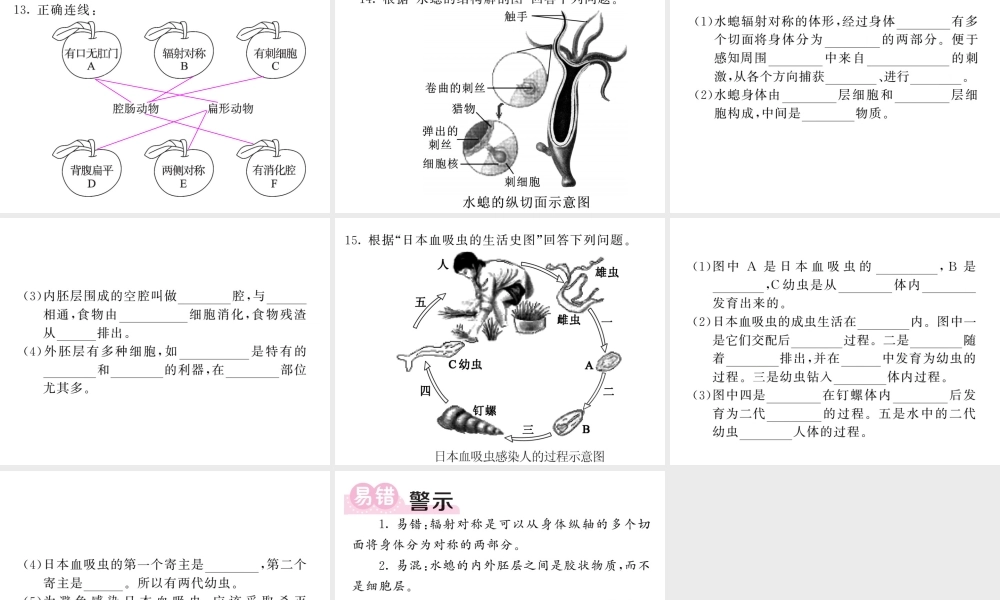 八年级生物上册 第五单元 第一章 第一节 腔肠动物和扁形动物习题课件 （新版）新人教版-（新版）新人教版初中八年级上册生物课件
