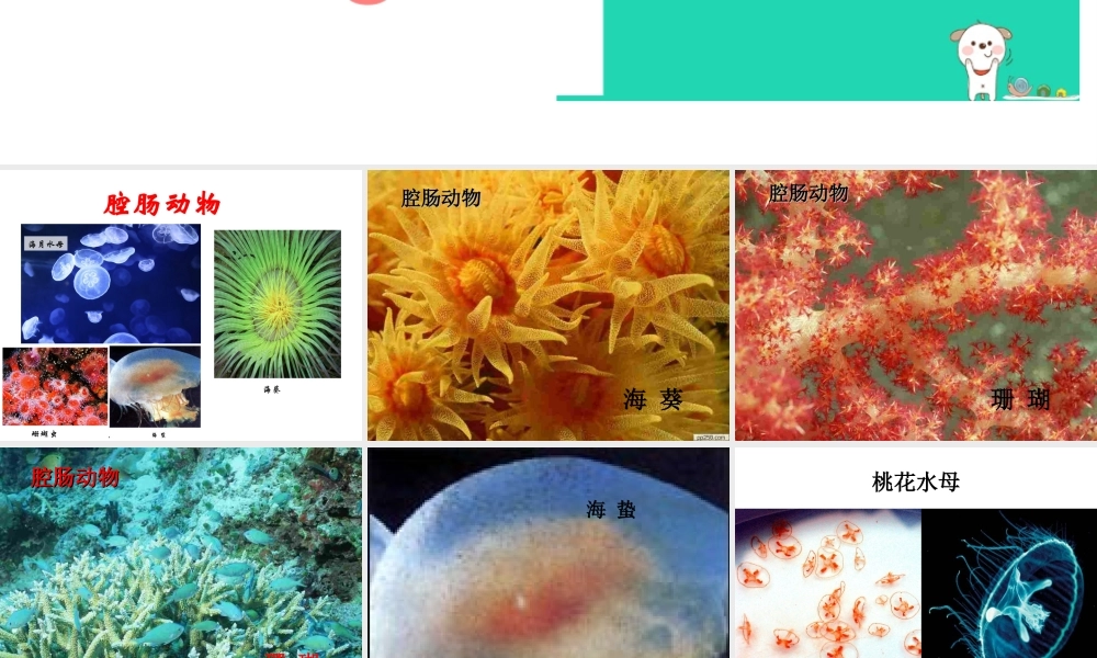八年级生物上册 第一章 第一节 腔肠动物和扁形动物课件 （新版）新人教版-（新版）新人教版初中八年级上册生物课件