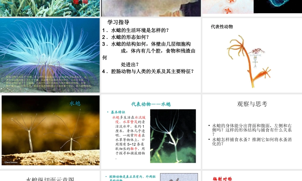 八年级生物上册 第一章 第一节 腔肠动物和扁形动物课件 （新版）新人教版-（新版）新人教版初中八年级上册生物课件