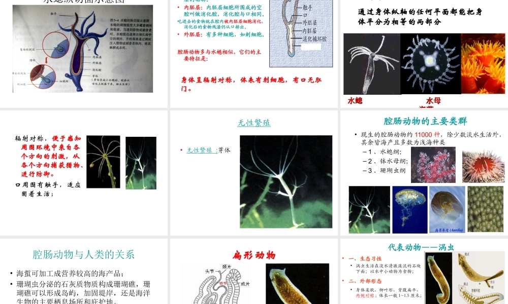 八年级生物上册 第一章 第一节 腔肠动物和扁形动物课件 （新版）新人教版-（新版）新人教版初中八年级上册生物课件