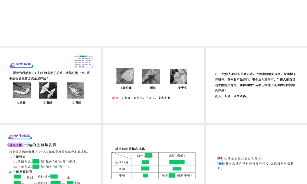 八年级生物上册 第十四章 第四节 两栖类的生殖与发育课件 苏教版