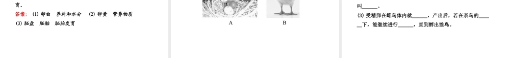 八年级生物上册 第十四章 第五节 鸟类的生殖与发育课件 苏教版