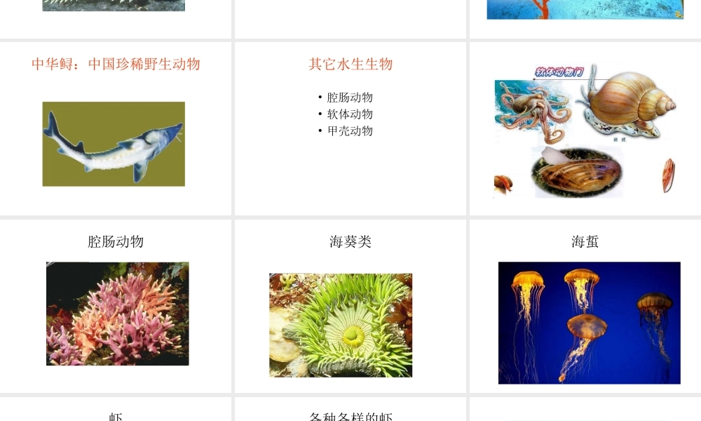 八年级生物上册 第一章 第一节 水中生活的动物课件 新人教版