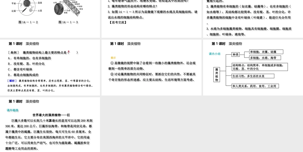 八年级生物上册 第十四章第一节五彩缤纷的植物世界（第1课时 藻类植物）课件 （新版）苏教版-（新版）苏教版初中八年级上册生物课件