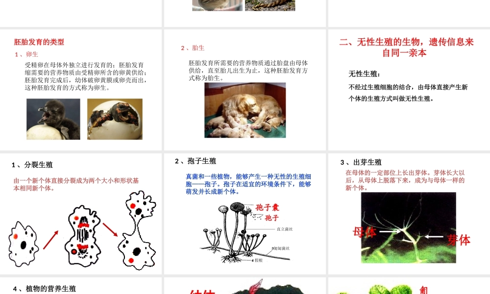 八年级生物上册 第十章 第四节 生物生殖的多种方式课件 （新版）北京版-北京版初中八年级上册生物课件