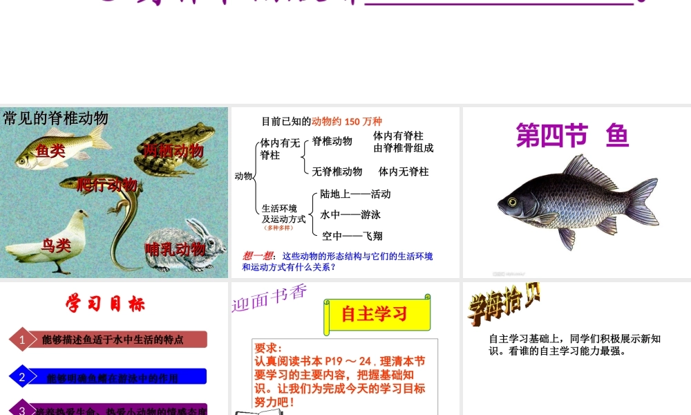 八年级生物上册 第一章 动物的类群 第四节 鱼课件 （新版）新人教版