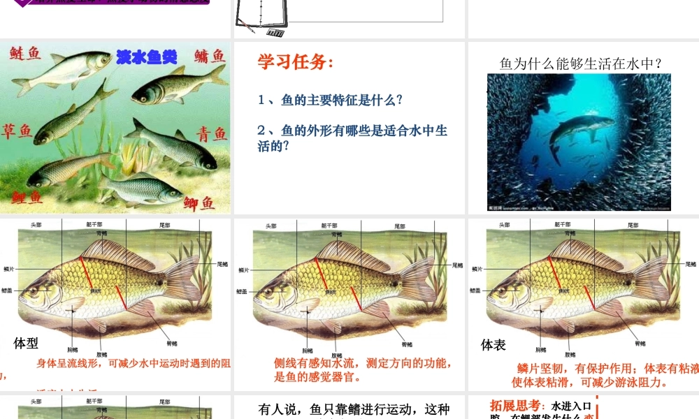 八年级生物上册 第一章 动物的类群 第四节 鱼课件 （新版）新人教版
