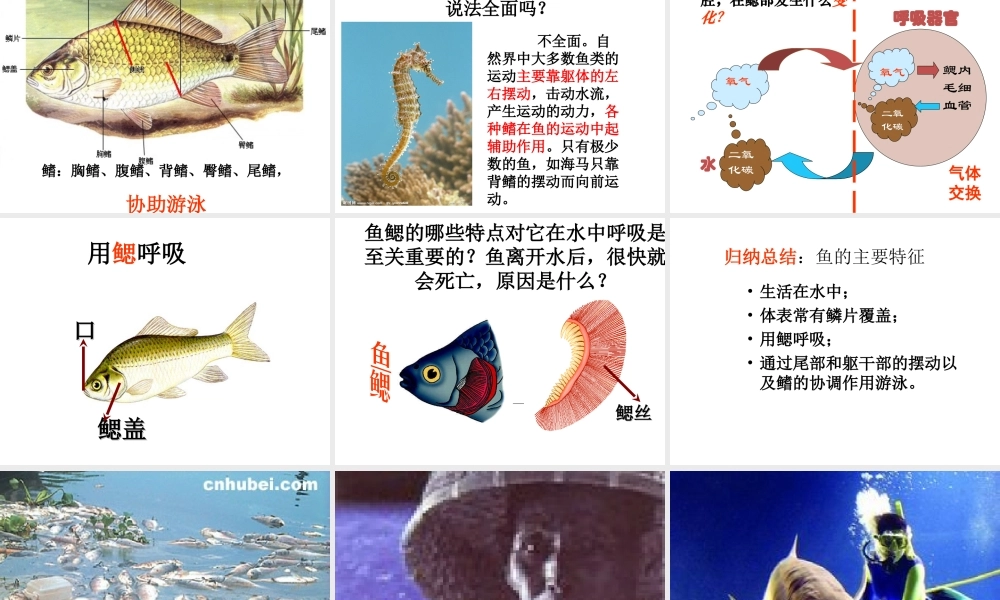 八年级生物上册 第一章 动物的类群 第四节 鱼课件 （新版）新人教版