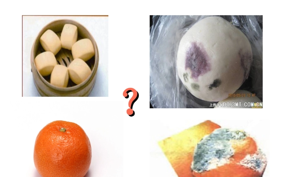 八年级生物上册 第五单元 微生物的生活 第二章 真菌 第一节 酵母菌和霉菌课件 冀教版-冀教版初中八年级上册生物课件