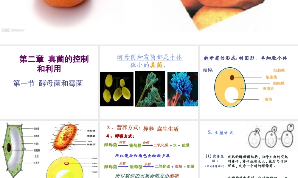 八年级生物上册 第五单元 微生物的生活 第二章 真菌 第一节 酵母菌和霉菌课件 冀教版-冀教版初中八年级上册生物课件