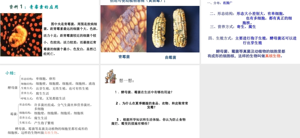 八年级生物上册 第五单元 微生物的生活 第二章 真菌 第一节 酵母菌和霉菌课件 冀教版-冀教版初中八年级上册生物课件