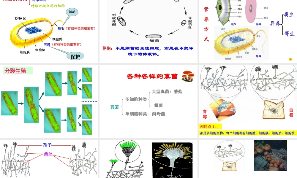 八年级生物上册 第四、五章 细菌真菌专题复习课件 人教新课标版