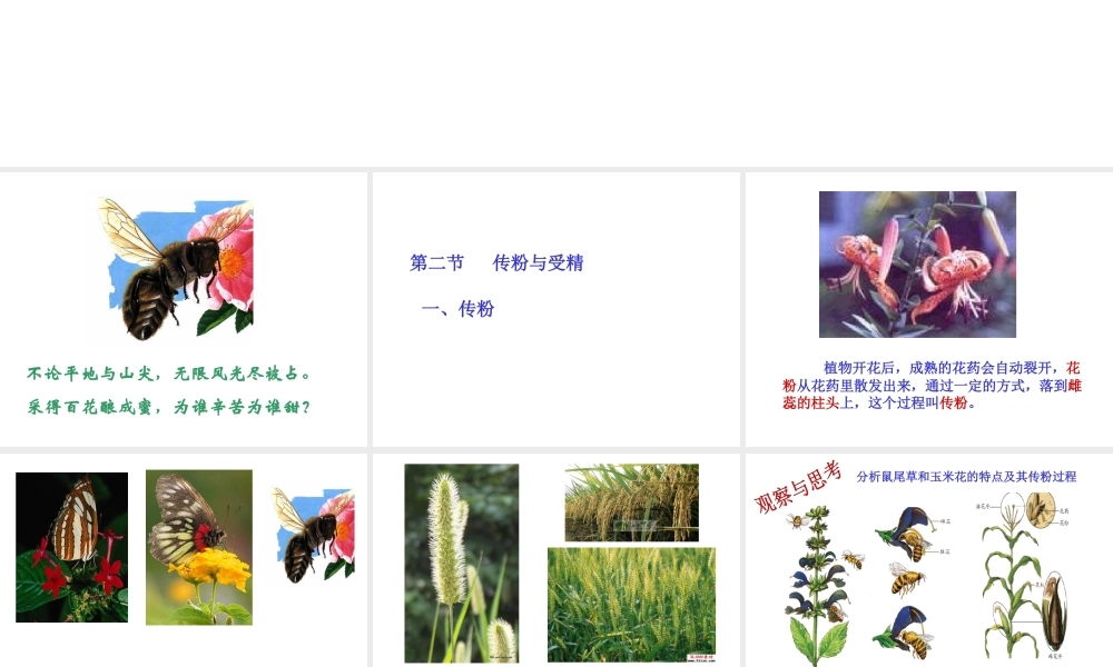 八年级生物上册 第一章 绿色开花植物的一生 第二节传粉和受精课件 济南版