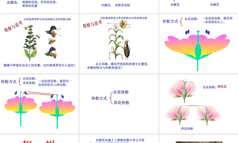 八年级生物上册 第一章 绿色开花植物的一生 第二节传粉和受精课件 济南版