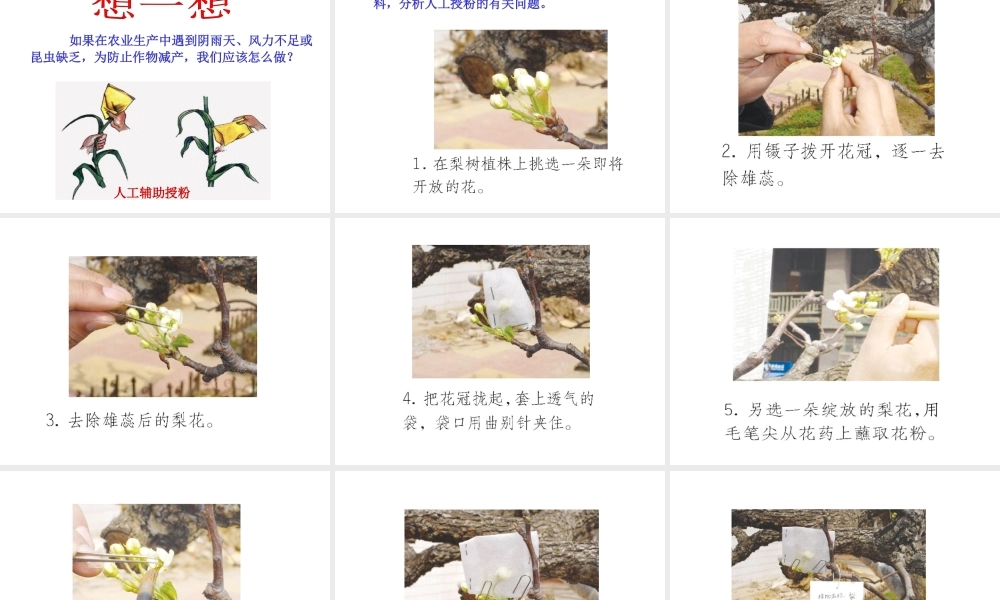 八年级生物上册 第一章 绿色开花植物的一生 第二节传粉和受精课件 济南版