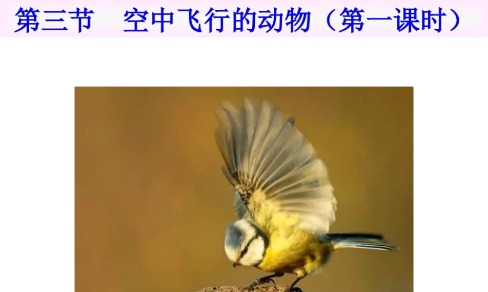 八年级生物上册 第一章第三节空中飞行的动物课件 人教新课标版