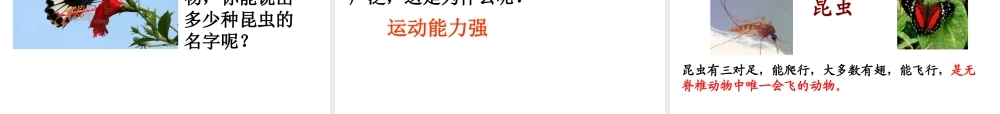 八年级生物上册 第一章第三节空中飞行的动物课件 人教新课标版