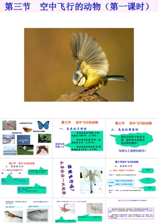 八年级生物上册 第一章第三节空中飞行的动物课件 人教新课标版
