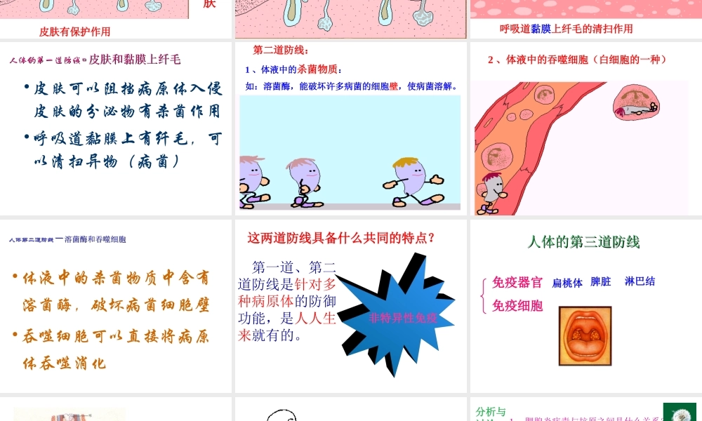 八年级生物上册 第八单元 第一章 第二节 免疫与计划免疫课件 新人教版