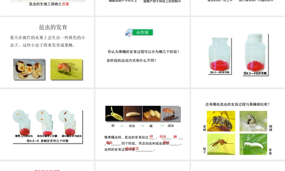 八年级生物上册 第四单元 第二章 第1节《昆虫的生殖和发育》课件 （新版）济南版-（新版）济南版初中八年级上册生物课件