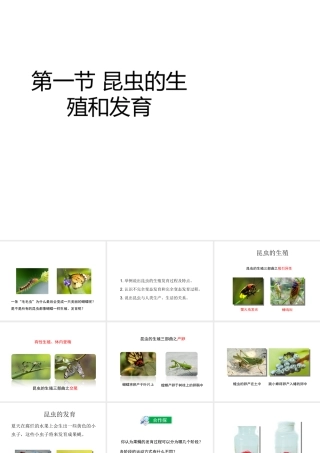 八年级生物上册 第四单元 第二章 第1节《昆虫的生殖和发育》课件 （新版）济南版-（新版）济南版初中八年级上册生物课件