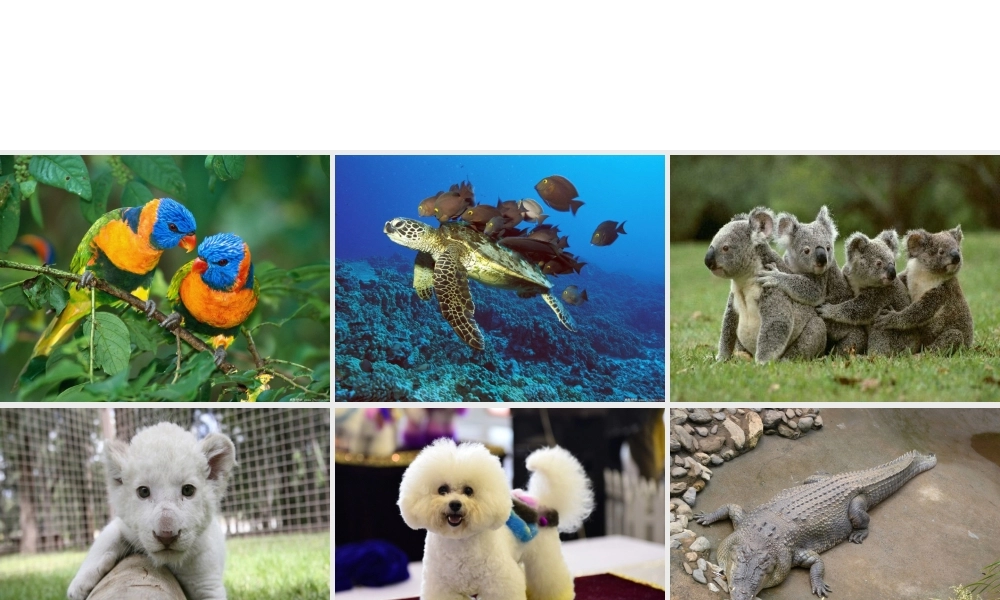 八年级生物上册 第五单元 第一章 动物的主要类群课件 （新版）新人教版