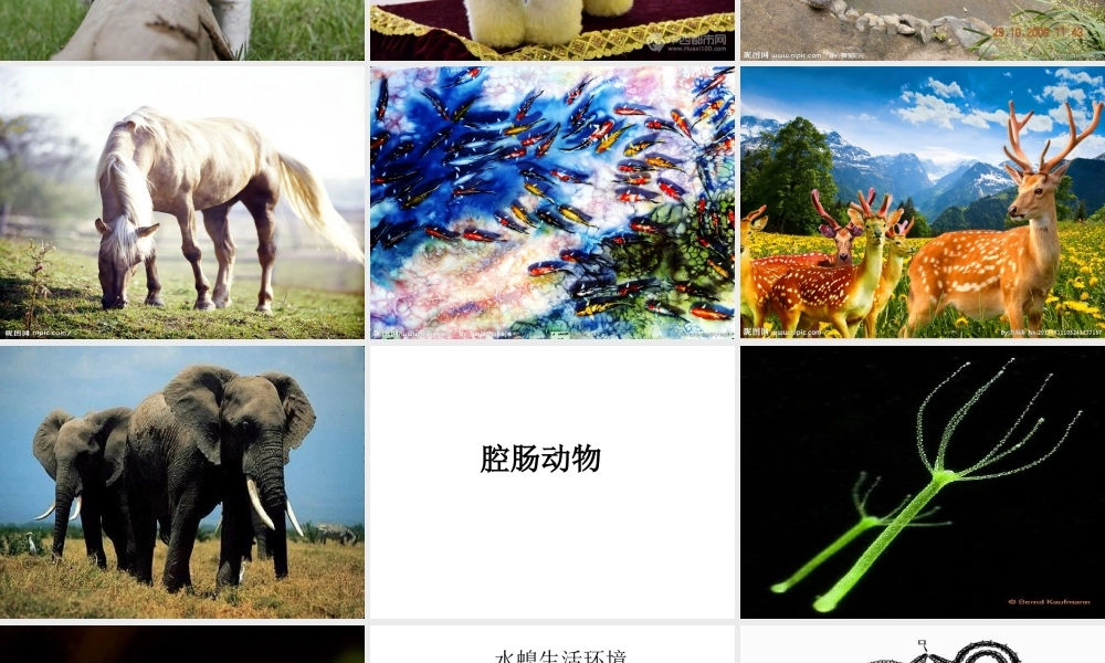 八年级生物上册 第五单元 第一章 动物的主要类群课件 （新版）新人教版