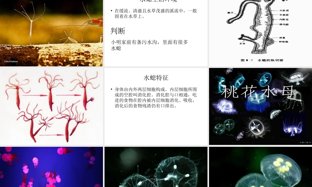 八年级生物上册 第五单元 第一章 动物的主要类群课件 （新版）新人教版