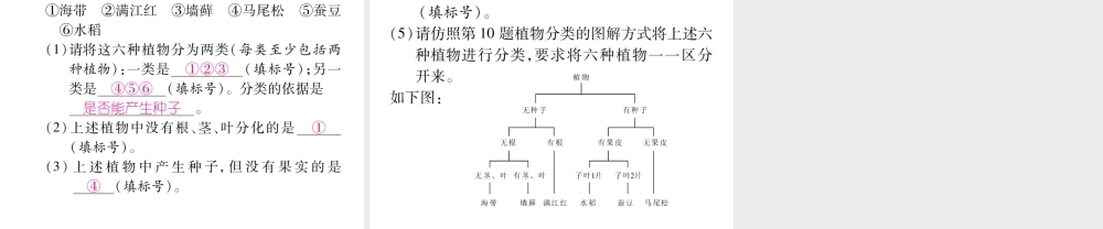 八年级生物上册 第六单元 第1章 第一节 尝试对生物进行分类（第1课时 尝试对植物进行分类）课件 （新版）新人教版-（新版）新人教版初中八年级上册生物课件