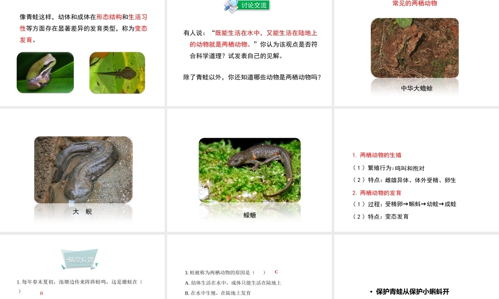 八年级生物上册 第四单元 第二章 第2节《两栖动物的生殖和发育》课件 （新版）济南版-（新版）济南版初中八年级上册生物课件