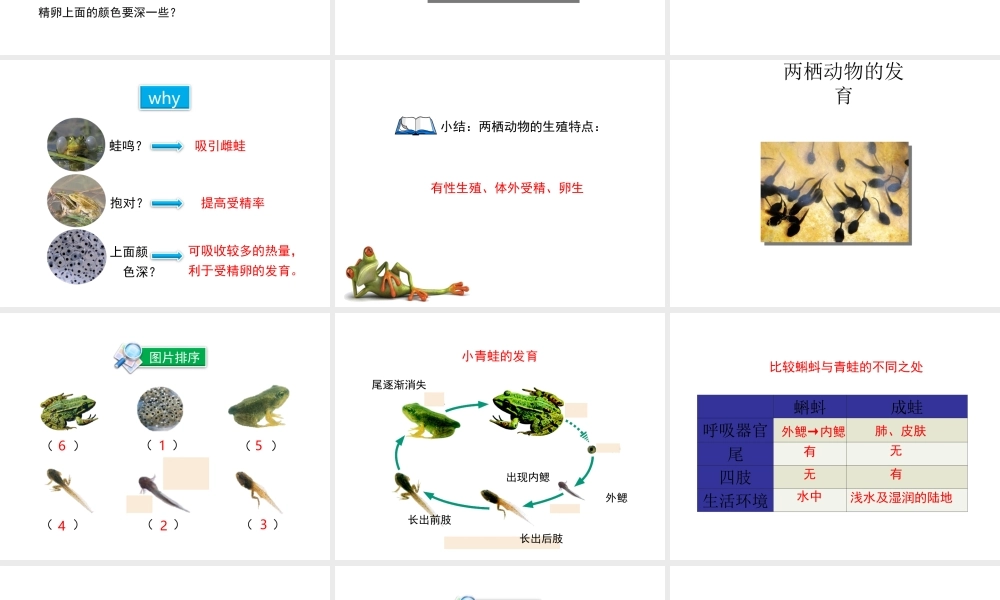 八年级生物上册 第四单元 第二章 第2节《两栖动物的生殖和发育》课件 （新版）济南版-（新版）济南级上册生物课件