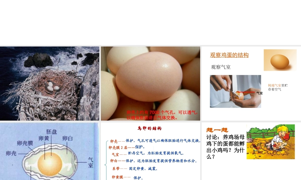 八年级生物上册 第四单元 第二章 第3节 鸟的生殖和发育课件 （新版）济南版-（新版）济南版初中八年级上册生物课件