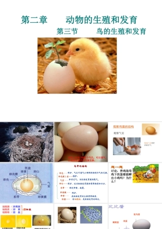 八年级生物上册 第四单元 第二章 第3节 鸟的生殖和发育课件 （新版）济南版-（新版）济南版初中八年级上册生物课件