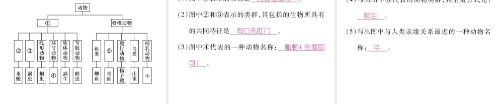 八年级生物上册 第六单元 第1章 第一节 尝试对生物进行分类（第2课时 对动物及微生物进行分类）课件 （新版）新人教版-（新版）新人教级上册生物课件