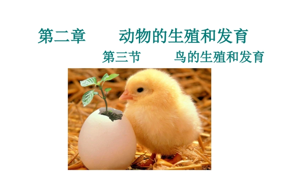 八年级生物上册 第四单元 第二章 第3节 鸟的生殖和发育课件 （新版）济南版-（新版）济南级上册生物课件