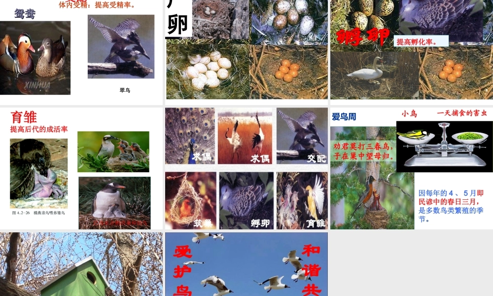 八年级生物上册 第四单元 第二章 第3节 鸟的生殖和发育课件 （新版）济南版-（新版）济南级上册生物课件