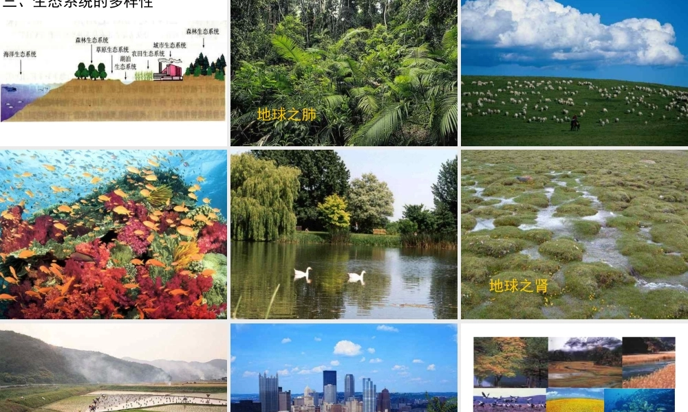 八年级生物上册 第六单元 第二章 认识生物的多样性课件2 新人教版