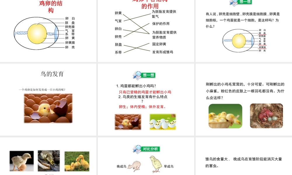 八年级生物上册 第四单元 第二章 第3节《鸟的生殖和发育》课件 （新版）济南版-（新版）济南版初中八年级上册生物课件