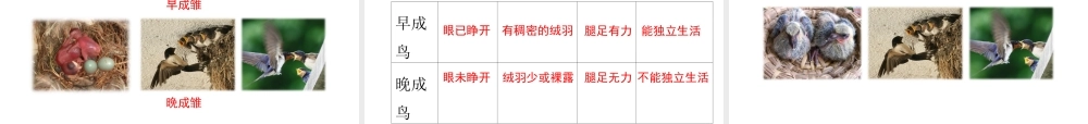八年级生物上册 第四单元 第二章 第3节《鸟的生殖和发育》课件 （新版）济南版-（新版）济南版初中八年级上册生物课件