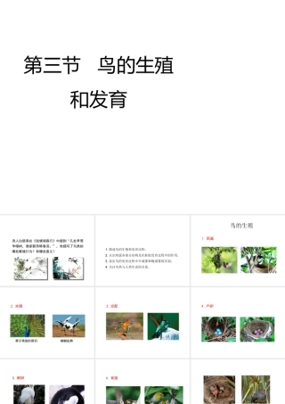 八年级生物上册 第四单元 第二章 第3节《鸟的生殖和发育》课件 （新版）济南版-（新版）济南版初中八年级上册生物课件