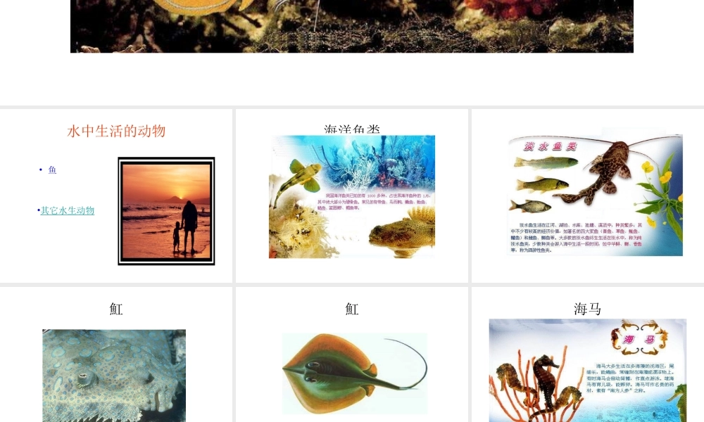 八年级生物上册 第五单元 第一章 各种环境中的动物 第一节 水中生活的动物课件 新人教版