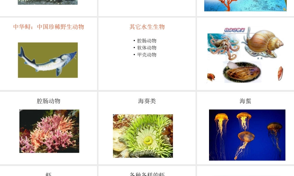 八年级生物上册 第五单元 第一章 各种环境中的动物 第一节 水中生活的动物课件 新人教版