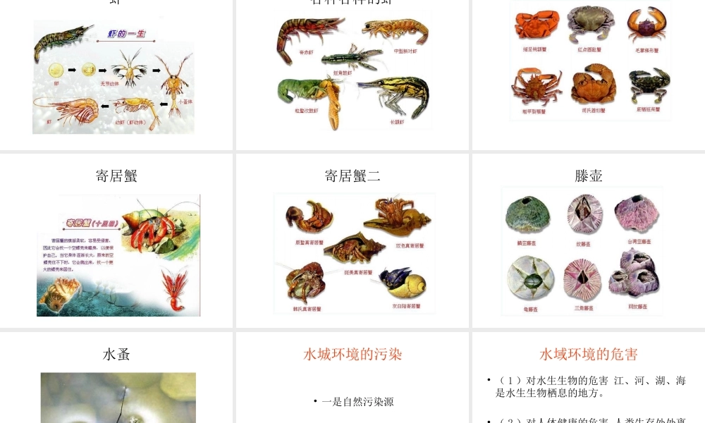 八年级生物上册 第五单元 第一章 各种环境中的动物 第一节 水中生活的动物课件 新人教版