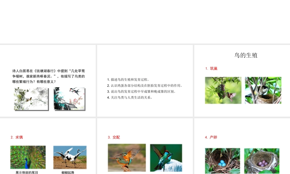 八年级生物上册 第四单元 第二章 第3节《鸟的生殖和发育》课件 （新版）济南版-（新版）济南级上册生物课件
